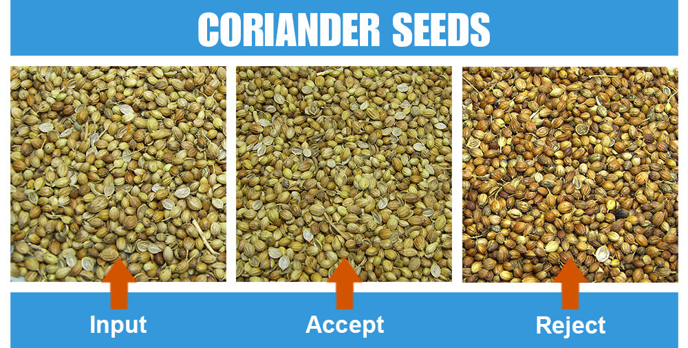 Sorted Sample Coriander Seeds